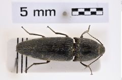 Foto (Dorsalansicht) von Melanotus niasensis (NHMW-ZOO-COL-0007717)